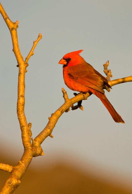 bi-male-northern-cardinal-pv_a9h2377