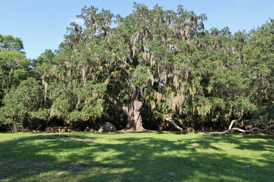 bulow-creek-state-park
