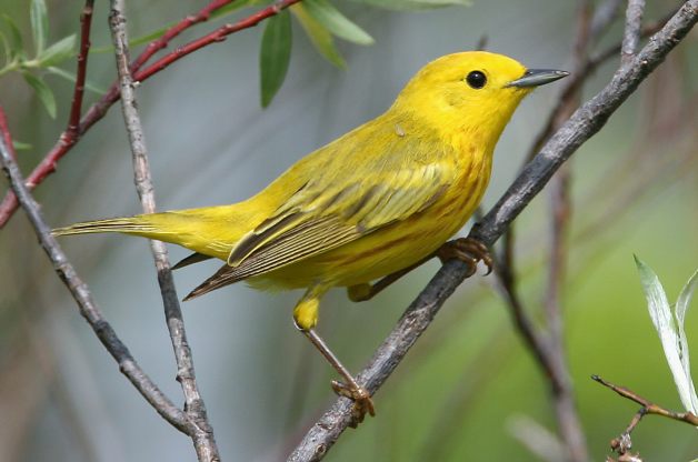 Yellow-Warbler-RolandJordahl.jpg